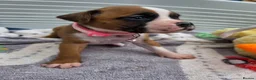 Boxer dogs for sale: Quality Beautiful KC Registered Boxer Puppies - Advert 2
