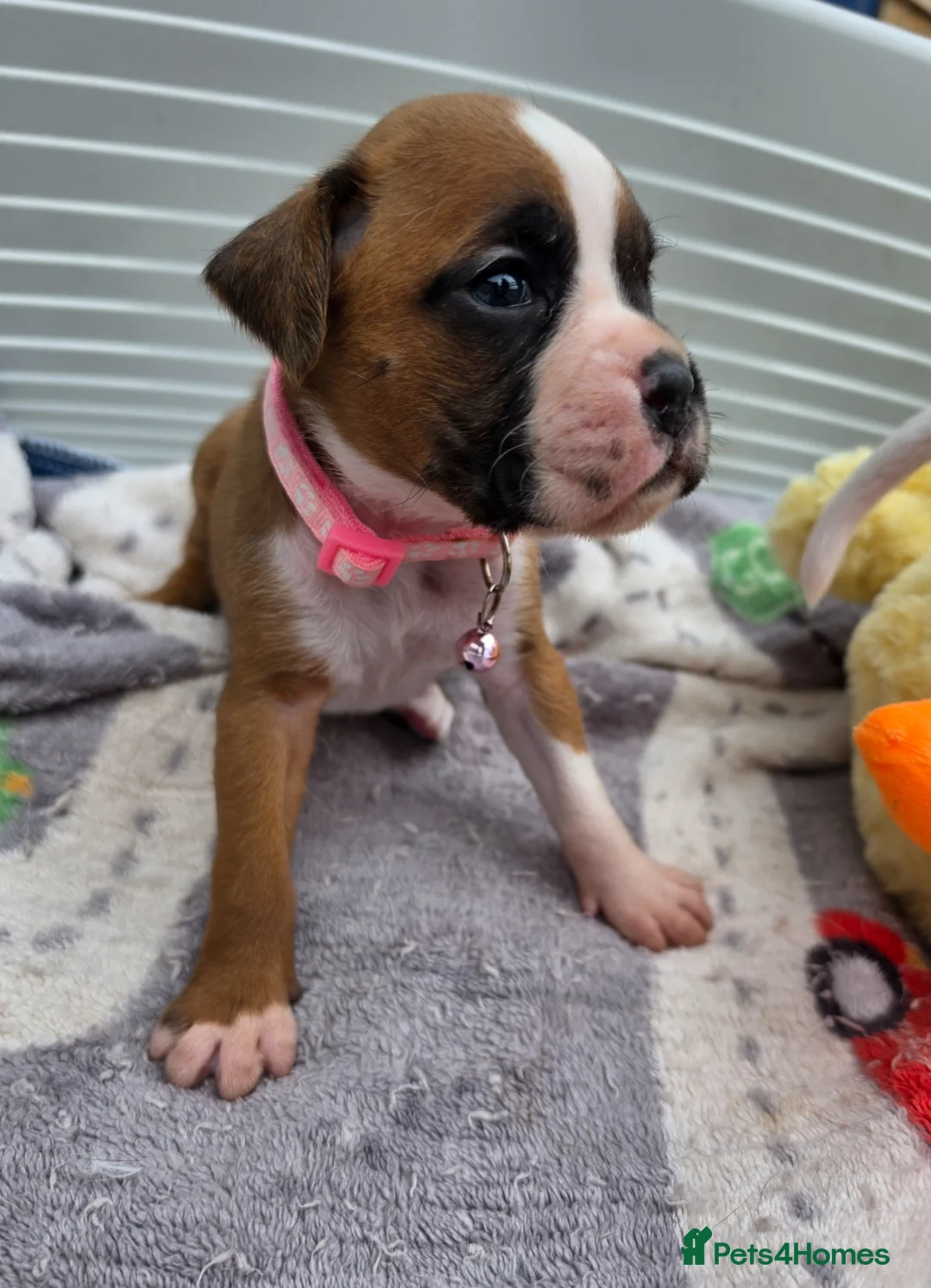 Boxer dogs for sale: Quality Beautiful KC Registered Boxer Puppies - Advert 2