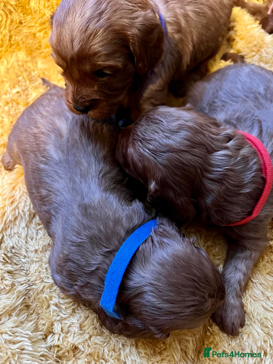 Cavapoo dogs for sale: Sensational Cavapoo Puppies-Parents Health Tested - Advert 13