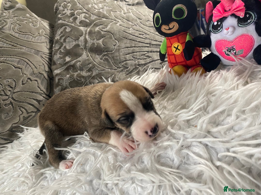 Mixed Breed dogs for sale: Lurcher cross pups  - Advert 3