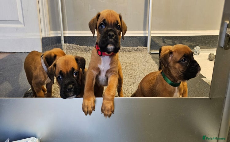 Boxer dogs KC Registered Boxer Puppies - Champion Lineage  - Advert 1