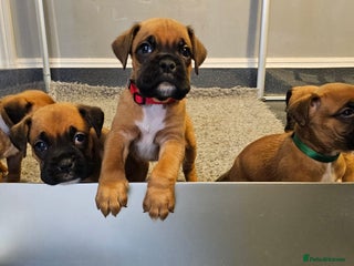 Boxer dogs KC Registered Boxer Puppies - Champion Lineage - Advert 16