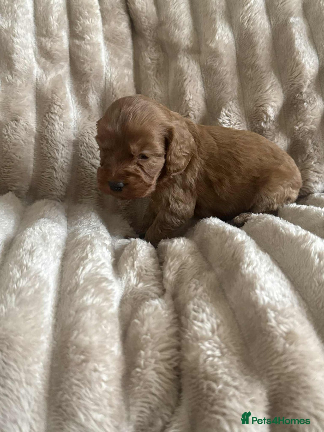 Cockapoo dogs for sale: Cockapoo F1B STUNNING COLOURS 4 available - Advert 15