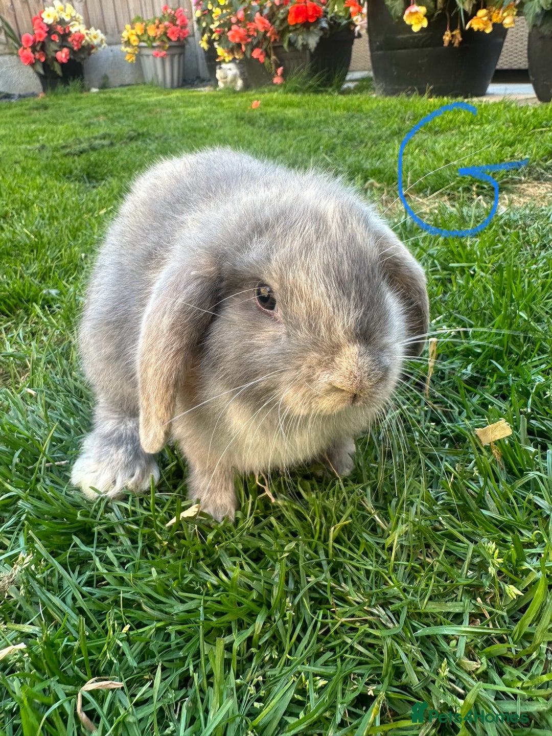 Mini Lop rabbits for sale: Mini Lop Rabbits For Sale  - Image 7