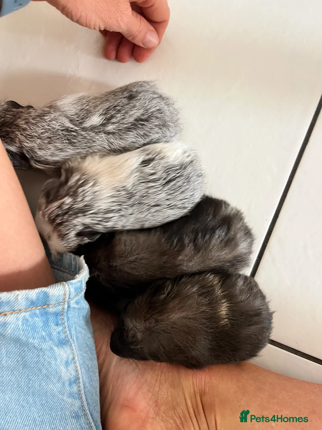 Guinea Pig rodents for sale: Baby guinea pigs  - Advert 1