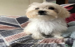 Maltipoo dogs for sale: maltipoo puppies for sale  - Image 1