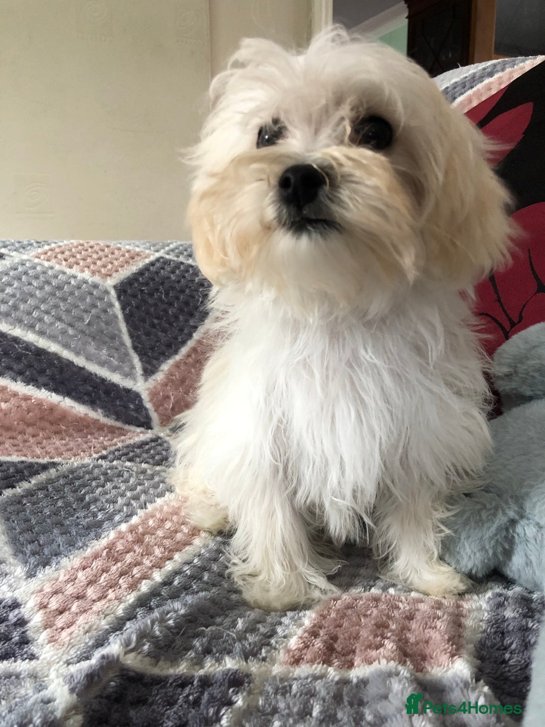 Maltipoo dogs for sale: maltipoo puppies for sale  - Image 1