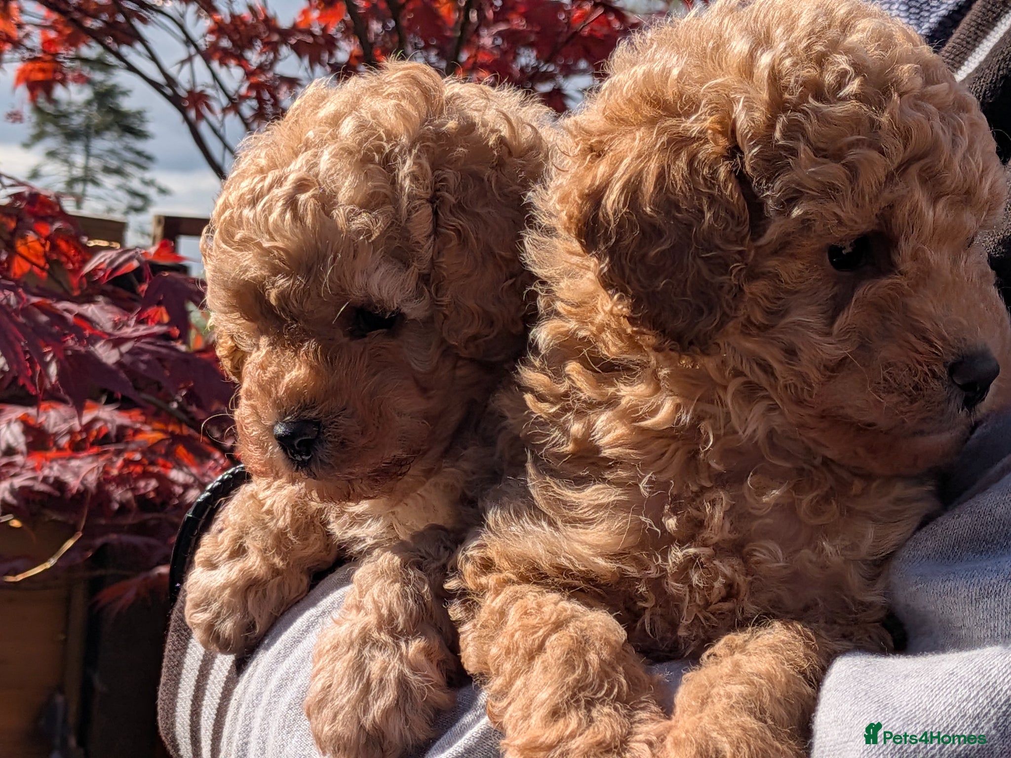 Toy Poodle dogs Stunning K.C Registered Toy Poodle Puppies - Advert 2