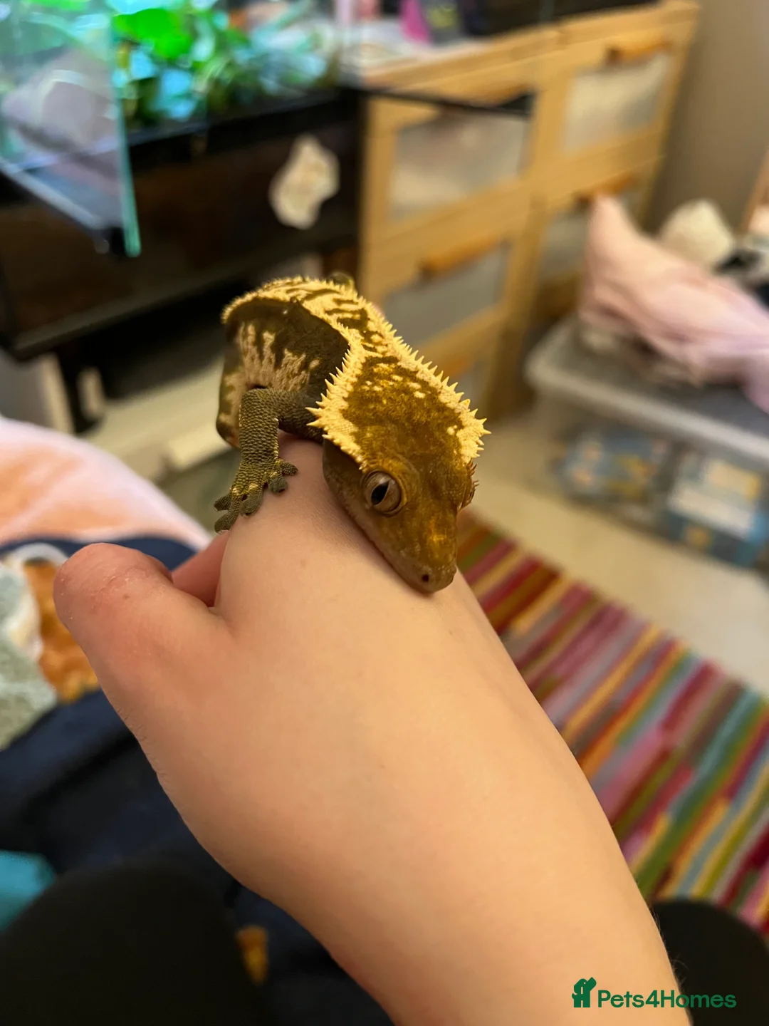 Gecko reptiles for sale: Crested Gecko- loving home wanted  in Norwich - Advert 4