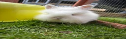 Mixed Breed rabbits for sale: Baby rabbits ready now  - Advert 5