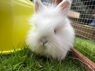 Mixed Breed rabbits Baby rabbits ready now - Advert 15