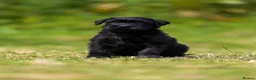Giant Schnauzer dogs for sale: Working line Giant schnauzer puppies - Advert 6