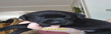 Labrador Retriever yellow 