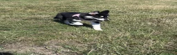 Mixed Breed dogs for sale: Socialised Husky x Malamute | Health tested 🐾 - Advert 22