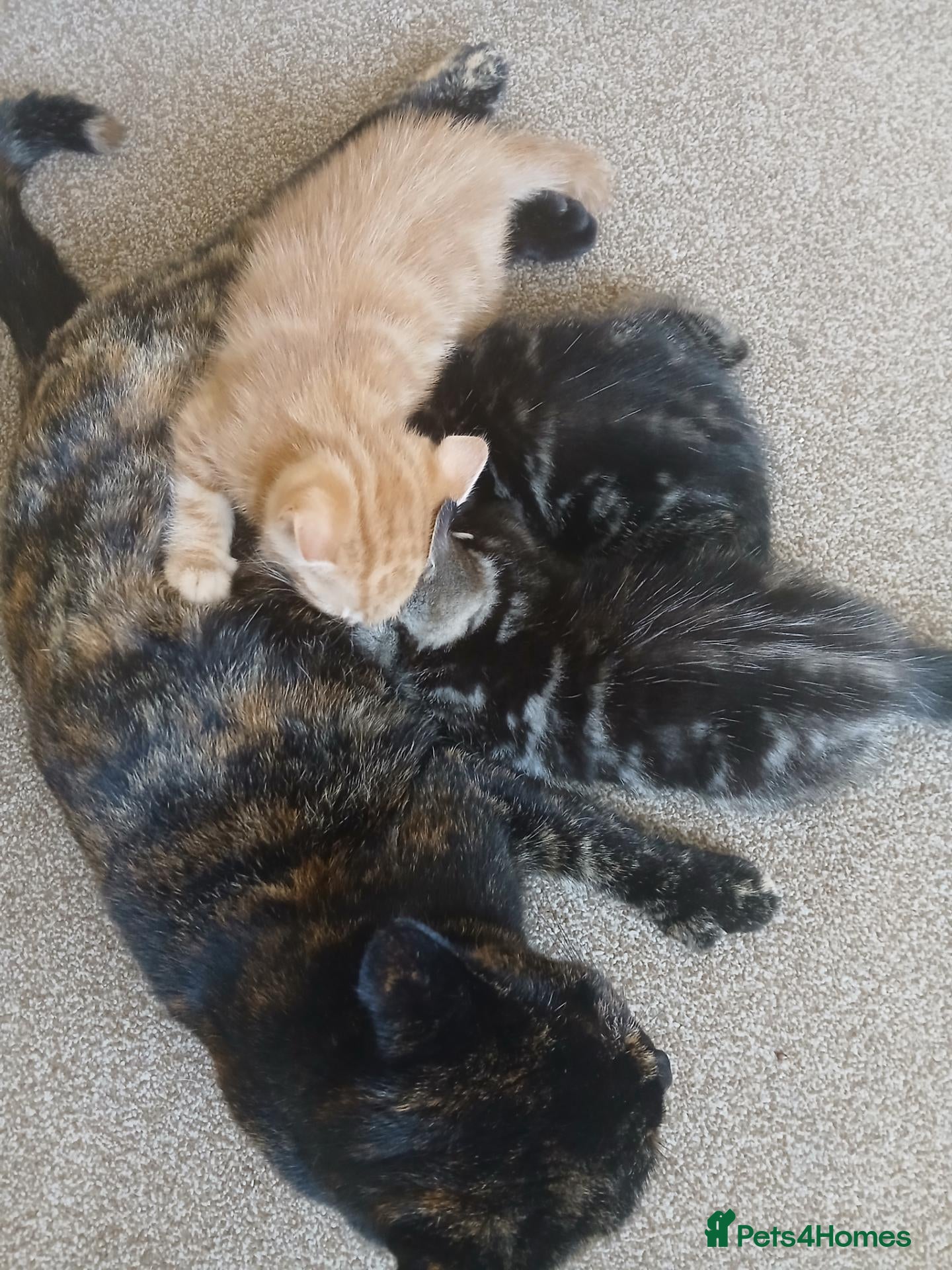 Mixed Breed cats Mixed breed boys available - Advert 4
