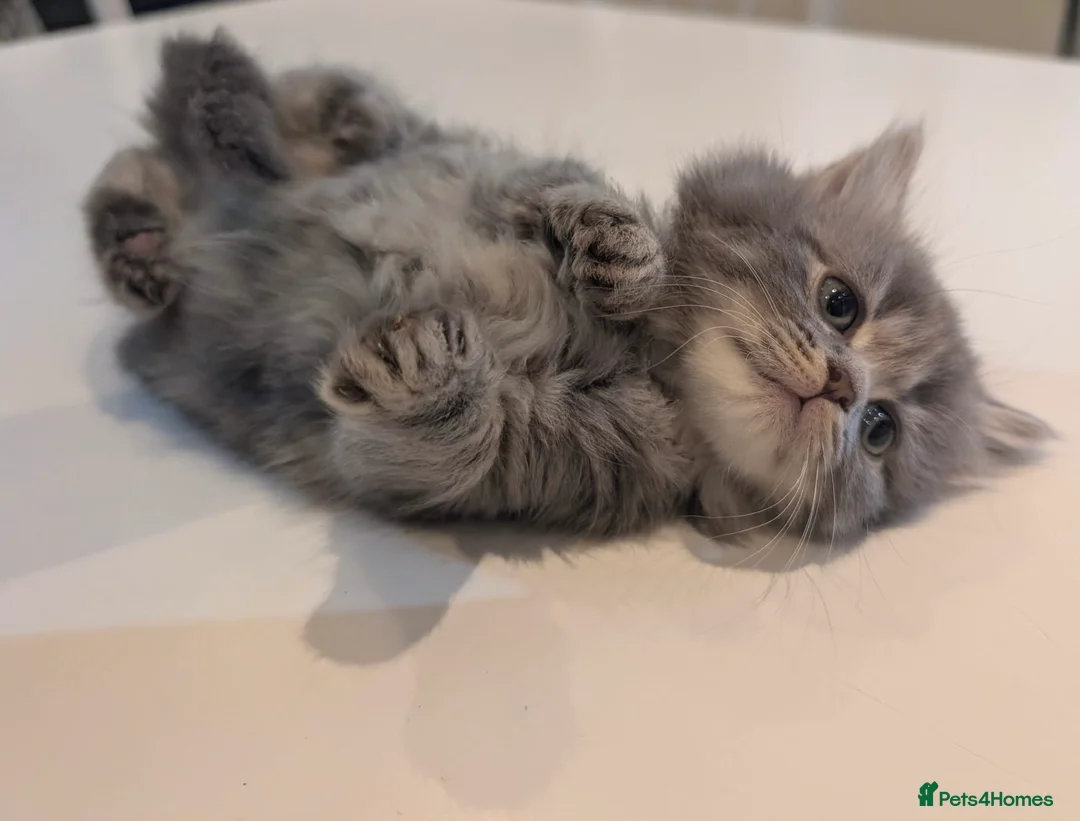 Mixed Breed cats for sale: Scottish straight, turquoise shell adorable 🥰  - Advert 2