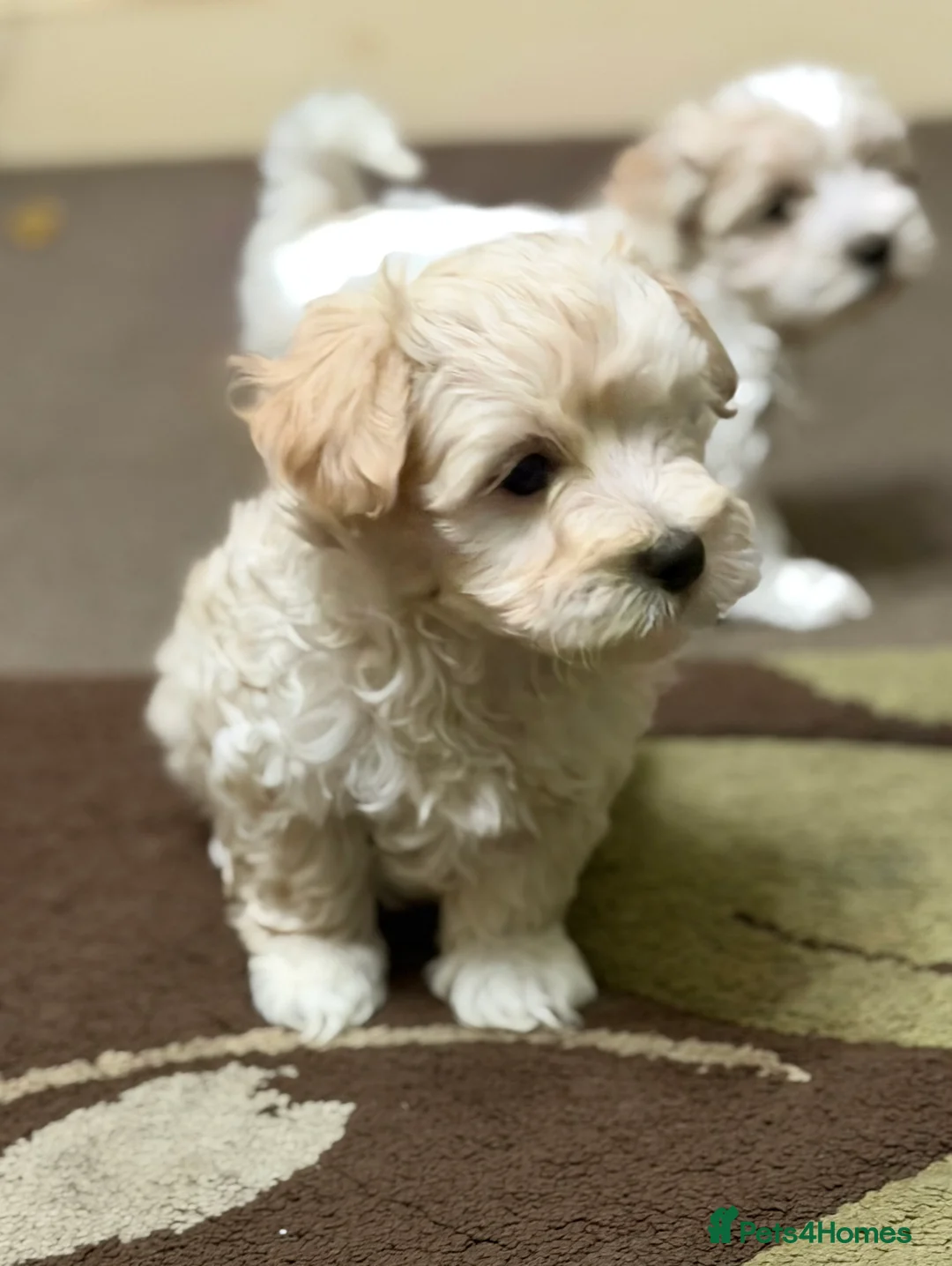 Mixed Breed dogs for sale: 🐾🐾🐾Maltipoo Puppies 🐾🐾🐾 - Advert 21