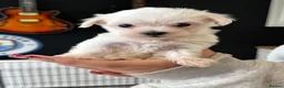 Maltese dogs for sale: Maltese Puppies - Advert 5