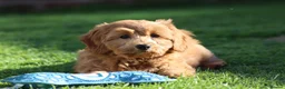 Cavapoochon dogs for sale: Beautiful Cavapoochon puppies for sale - Advert 39