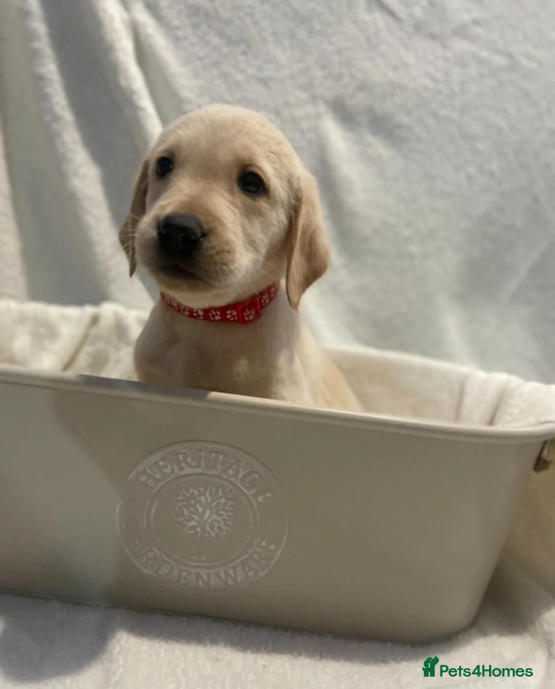 Goldador dogs for sale: 3 Retriever boys for sale  - Advert 7