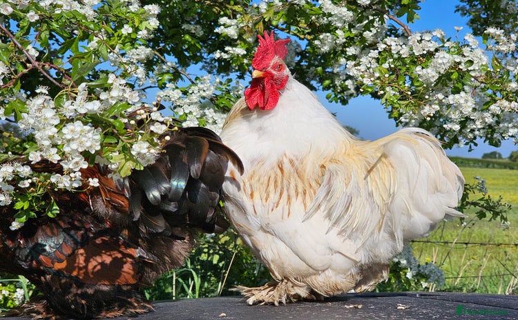 Chickens poultry - Advert 7