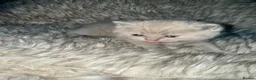 British Shorthair cats for sale: Supreme Champion Line British Shorthair Kittens - Advert 3