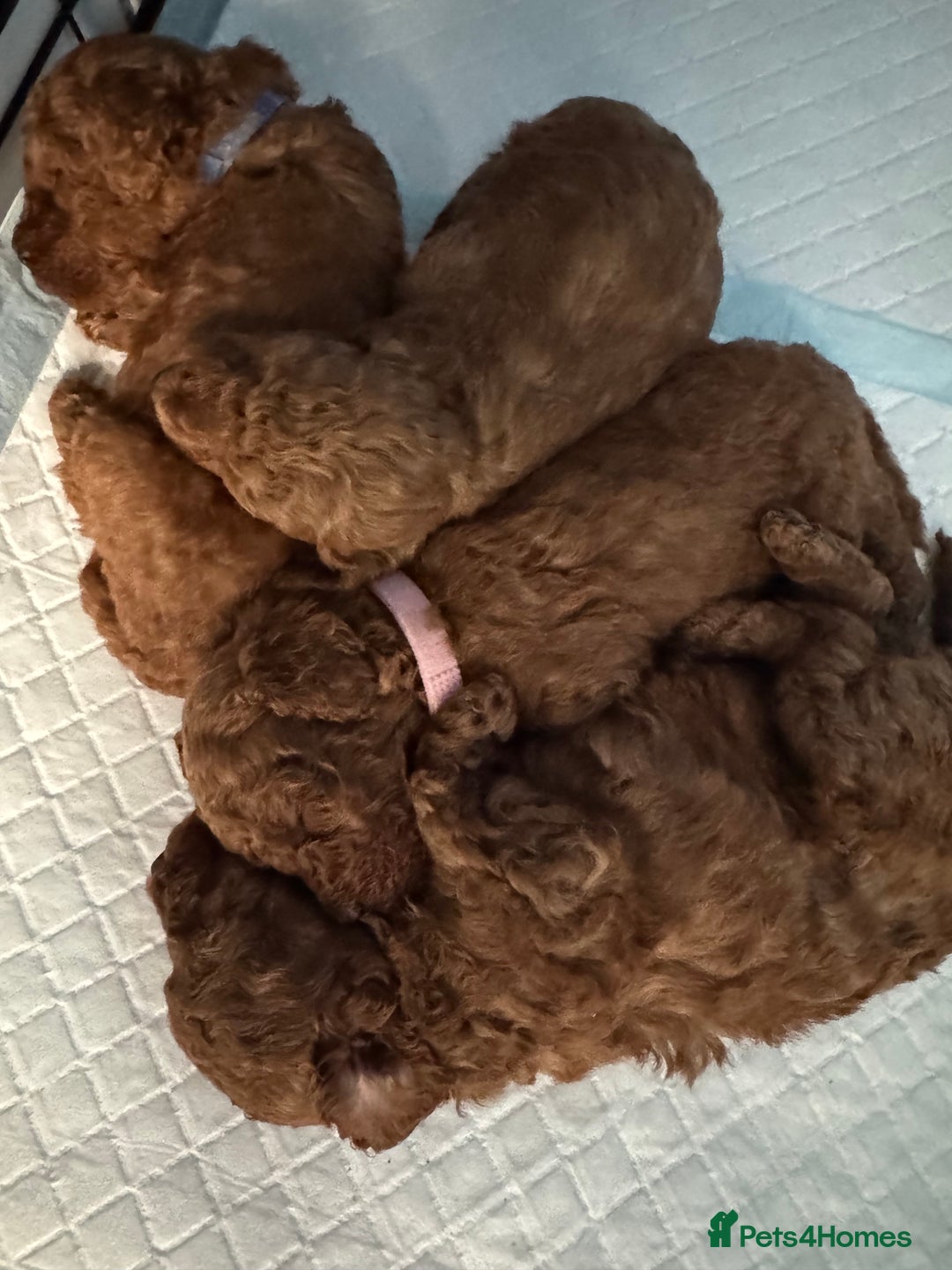 Toy Poodle dogs for sale: Deep red extra Tiny toy poodle KC registered puppy - Image 5