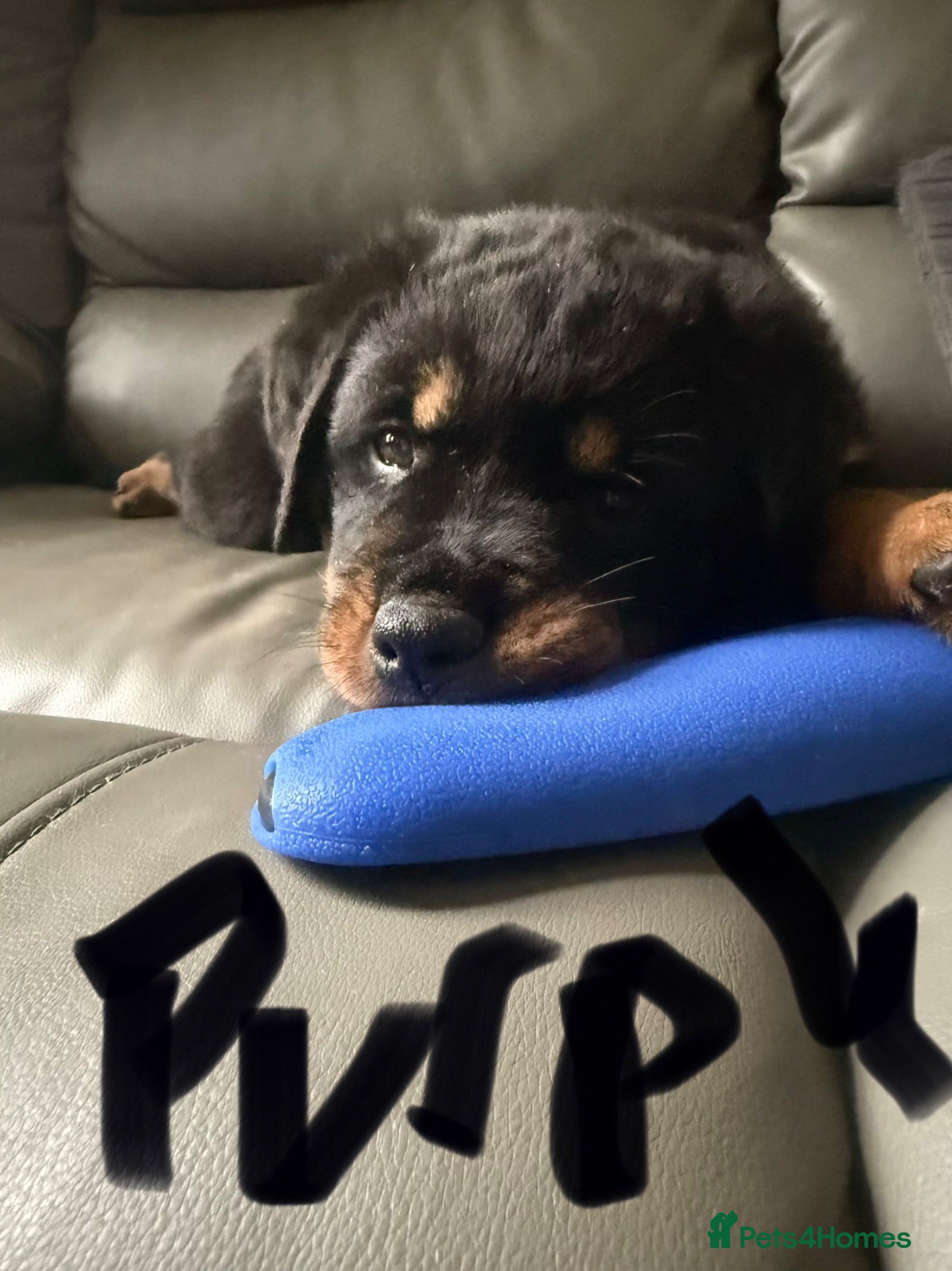 Rottweiler dogs Stunning pups 3 rare - Advert 2