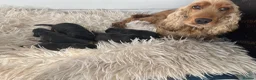 Cocker Spaniel dogs for sale: Kc show cocker spaniels - Advert 8
