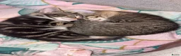 Domestic Shorthair cats for sale: 2 beautiful little tabby girls - Advert 21