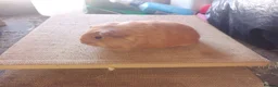 Guinea Pig rodents for sale: Sheltie sows - Advert 4