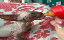 Sphynx cats for sale: Amazing kitten looking for family  - Image 6