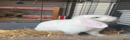 Mini Lop rabbits for sale:  Pure white mini lop with blue eyes Female - Advert 3