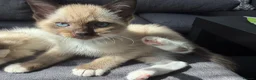 Ragamese cats for sale: 🐾 Gorgeous Ragamese Kittens  in Nottingham - Advert 5