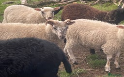 Sheep livestock for sale: CROSSBRED LAMBS  - Image 2