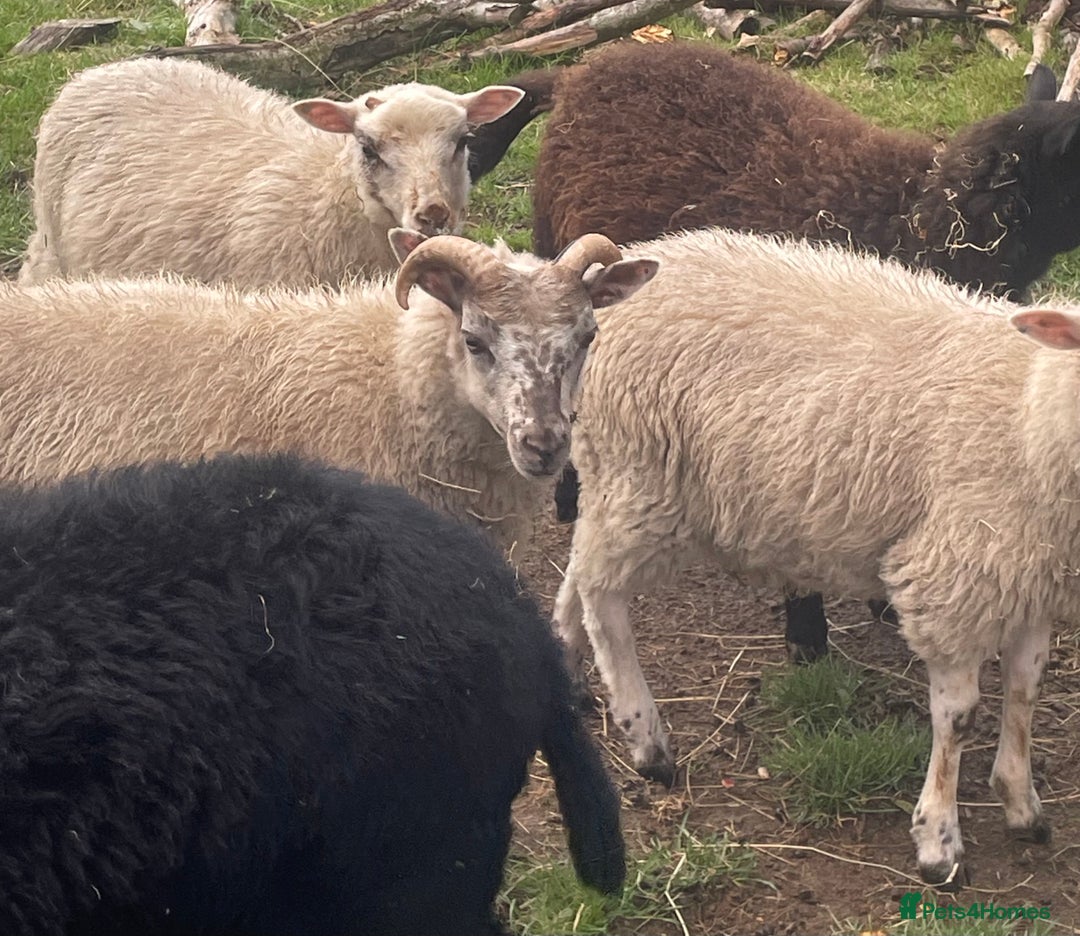 Sheep livestock for sale: CROSSBRED LAMBS  - Image 2