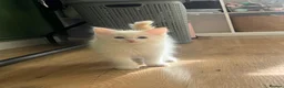 Ragdoll cats for sale: Beautiful Ragdoll Kittens - Advert 5
