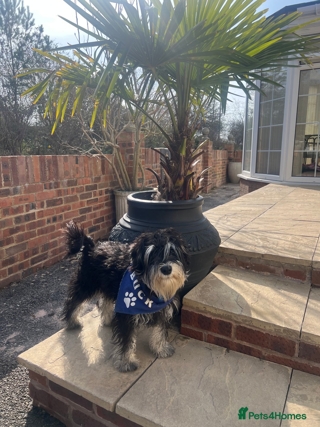 Miniature Schnauzer dogs for stud: 🐾🌟Miniature Schnauzer Stunning Stud 🌟🐾 - Advert 12