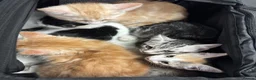 Domestic Shorthair cats for sale: 5 Beautiful Kittens - Advert 1
