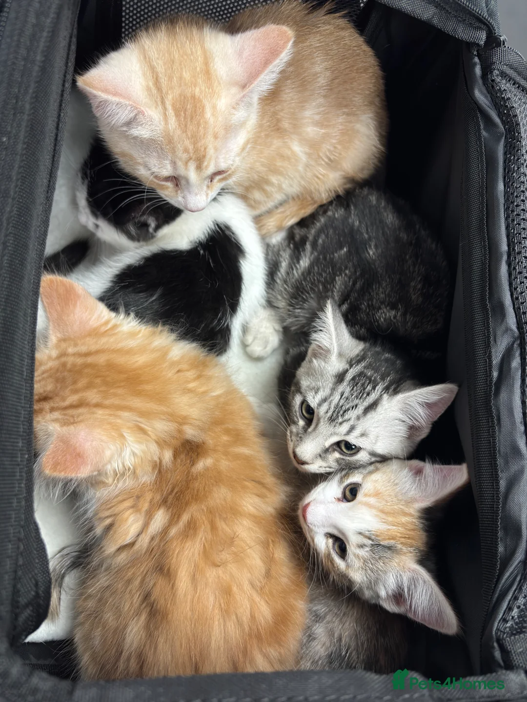 Domestic Shorthair cats for sale: 5 Beautiful Kittens - Advert 1