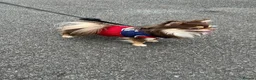 Chihuahua dogs for sale: Adorable Chihuahua puppies 1 girl and 2 boys in London - Advert 14