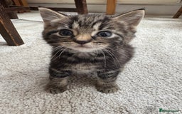 Domestic Shorthair cats for sale: Super sweet kittens - Image 7