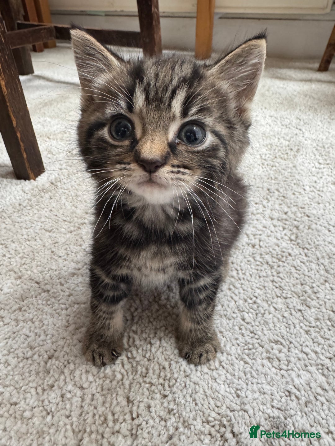 Domestic Shorthair cats for sale: Super sweet kittens - Image 7