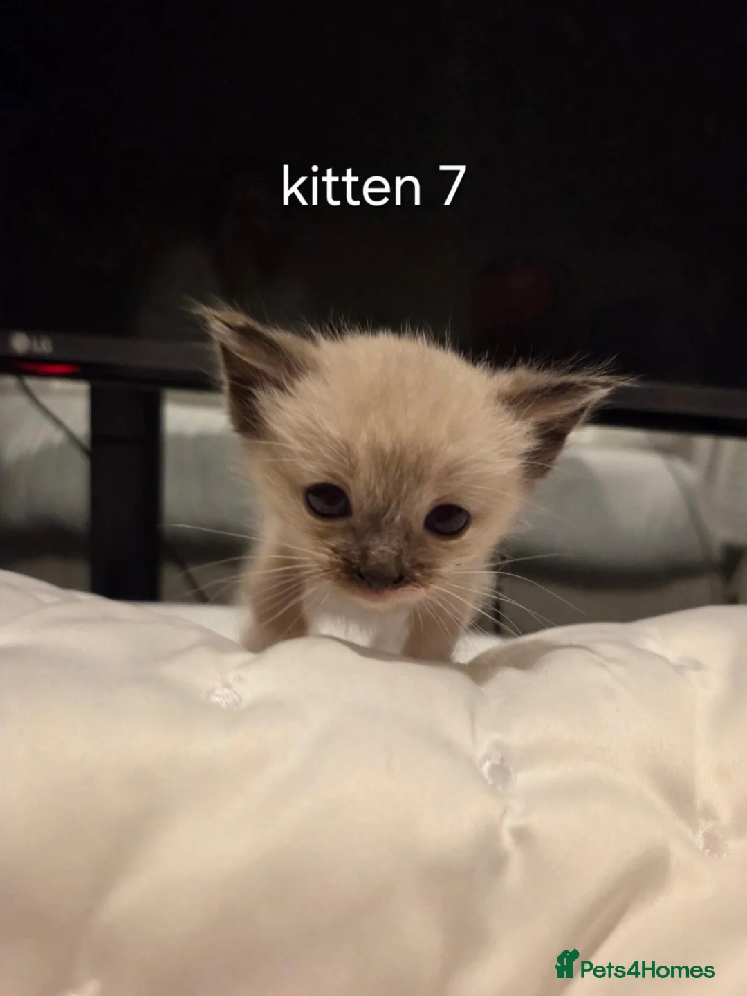Ragdoll cats for sale: 7 beautiful ragdoll kittens available ♥️  - Advert 36