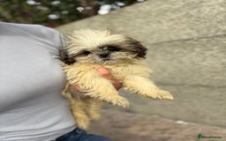 Shih Tzu dogs for sale: Fluffy little Shih tzu pups - Image 2