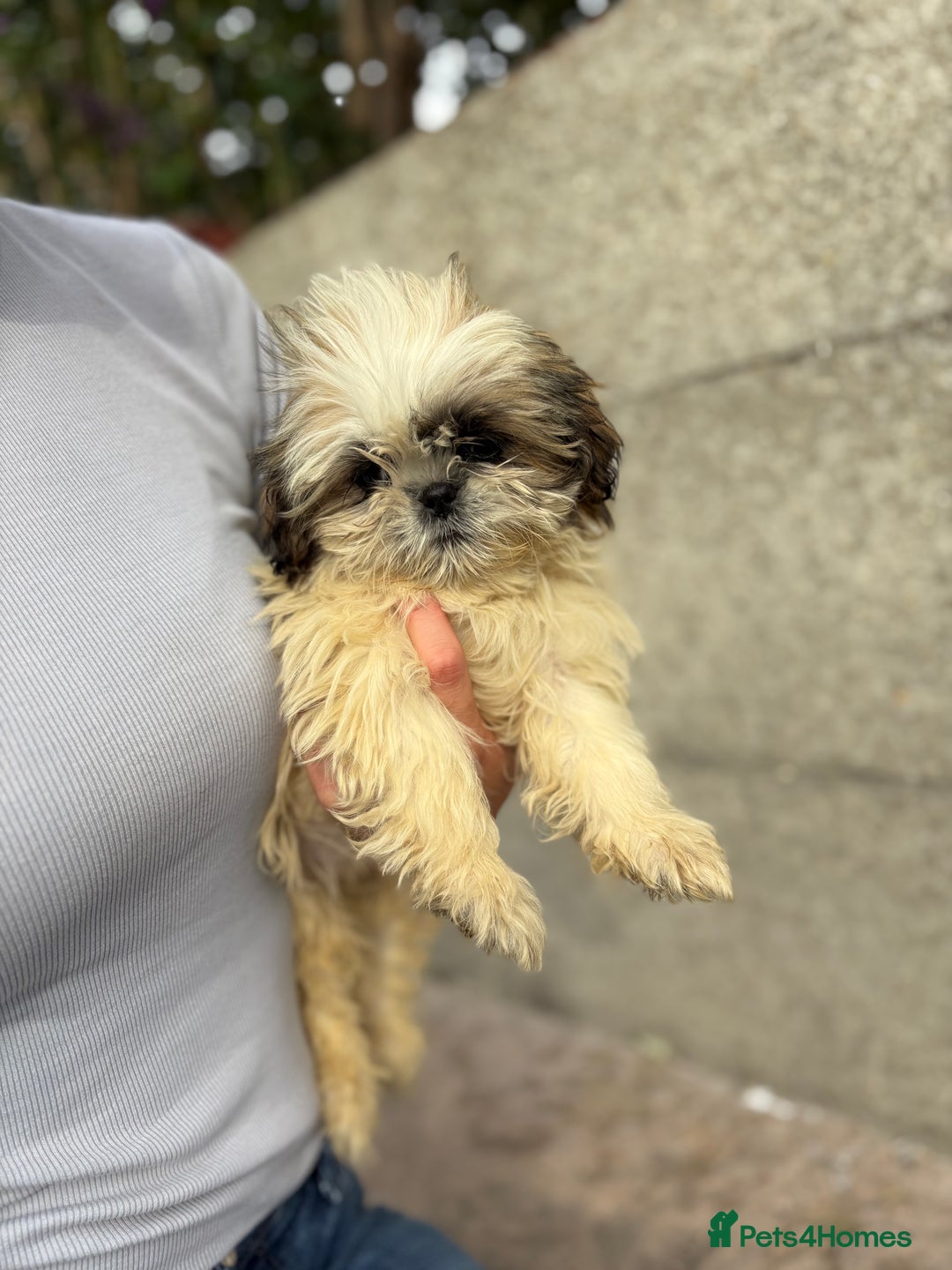 Shih Tzu dogs for sale: Fluffy little Shih tzu pups - Image 2