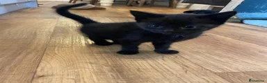 Mixed Breed 2