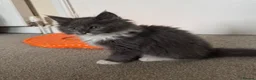 Mixed Breed cats for sale: Ragcoon Kitten - Advert 9