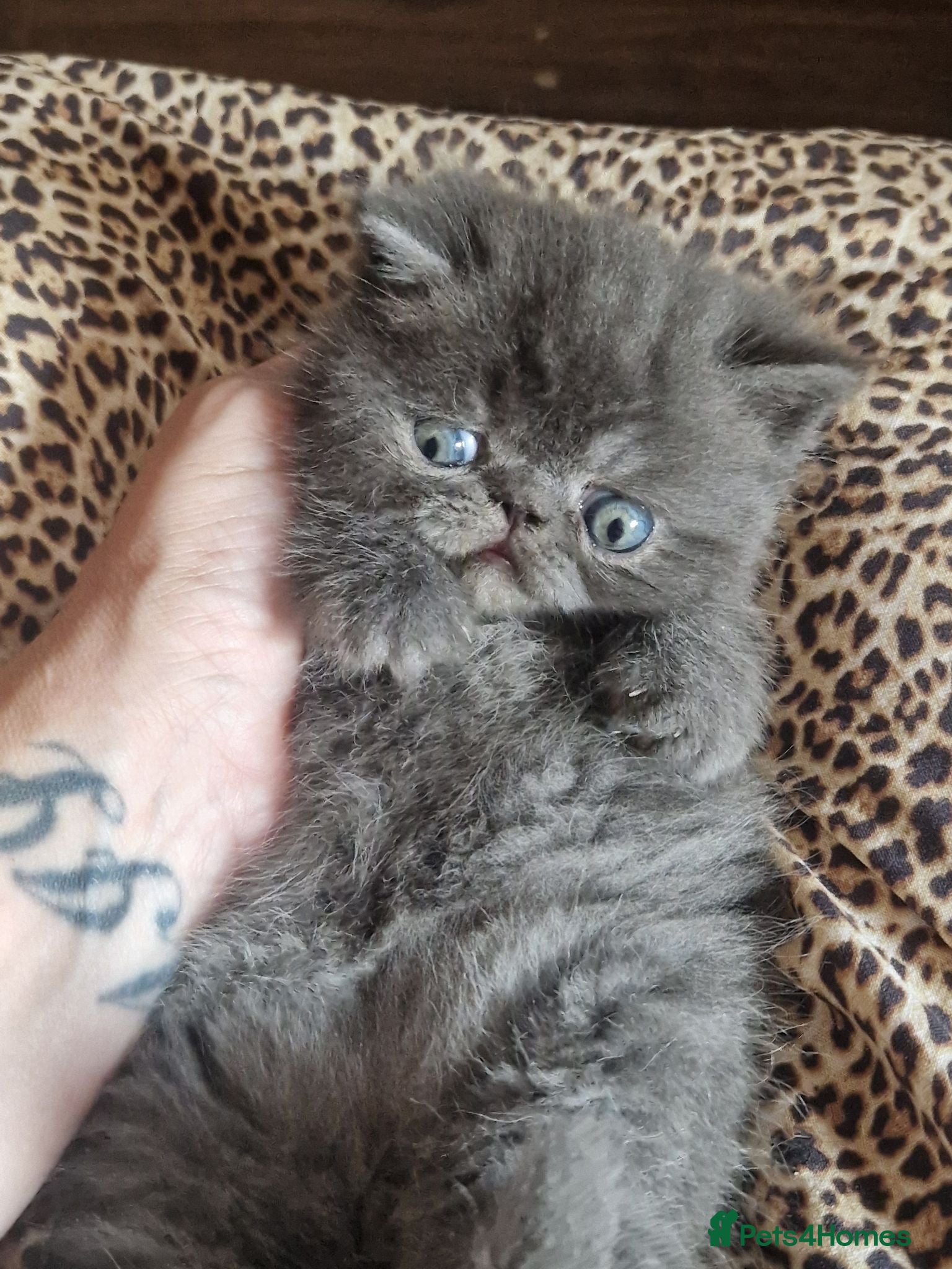 Persian cats Beautiful Persian exotics  - Advert 15
