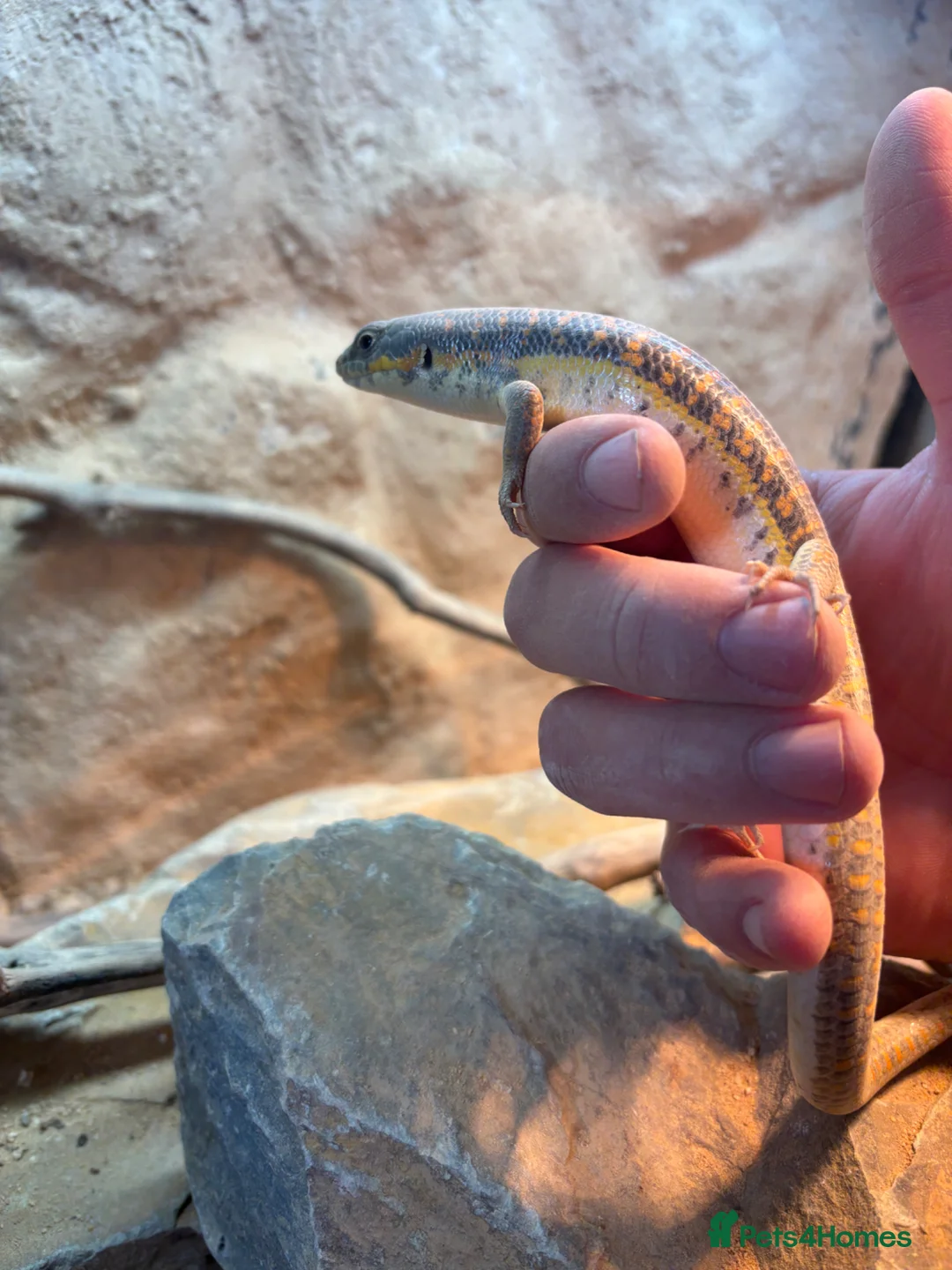 Skink reptiles for sale: Berber Skink in Margate - Advert 5